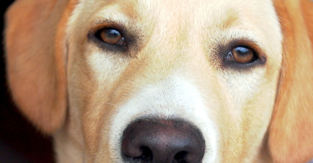 Presentaci&oacute;n Pablo Benet